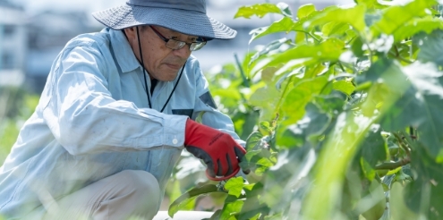 生産者検索はこちら