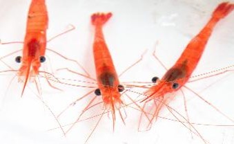 生産・製造工程アピールポイント