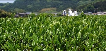 生産・製造工程アピールポイント