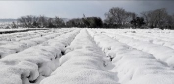 生産・製造工程アピールポイント